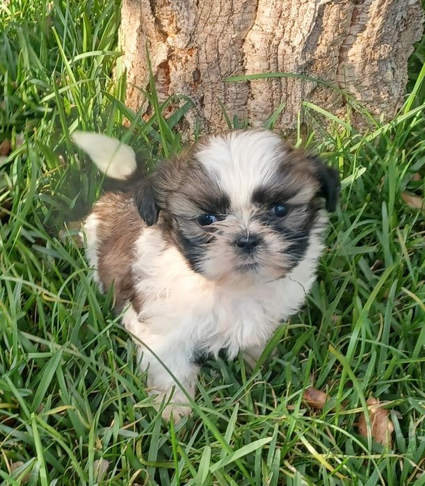 Shih-Tzu macho disponível