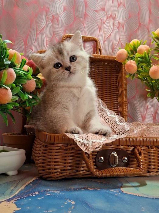 Шотландский короткошерстный котёнок