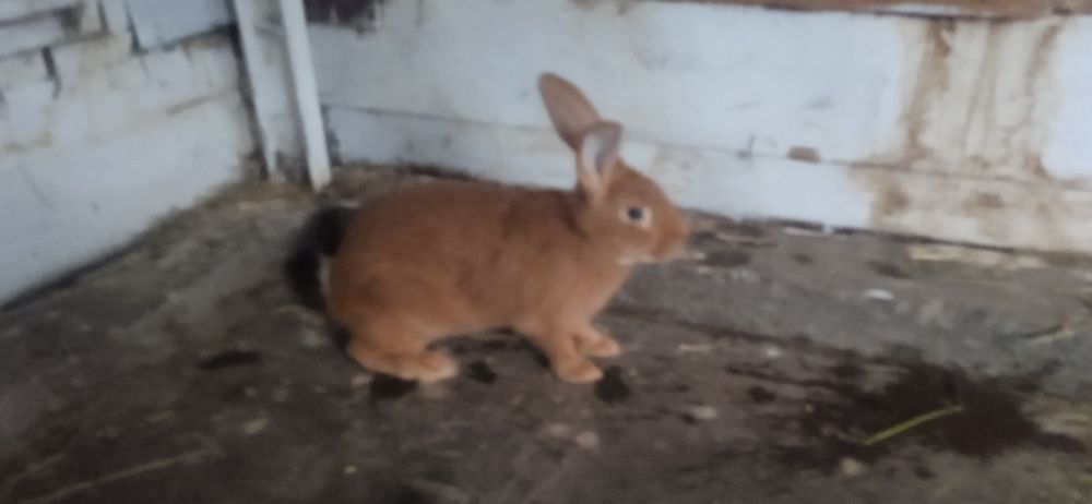 Бургундія (кролі)