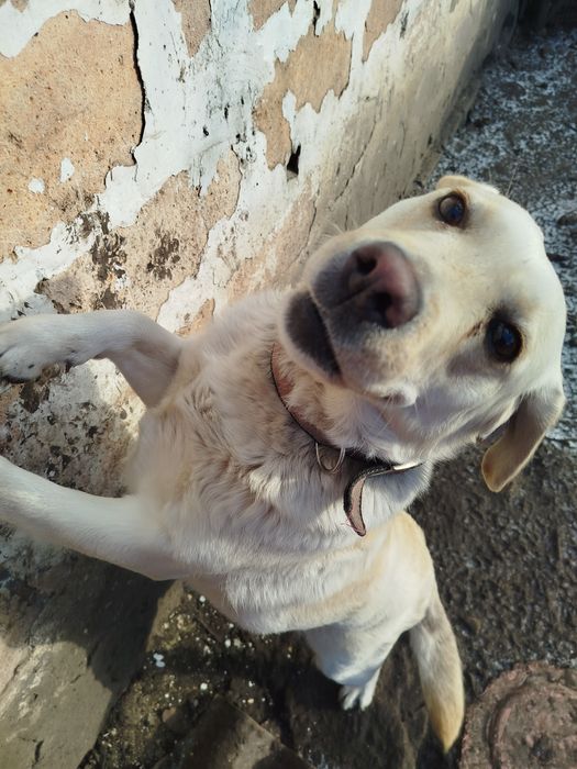 Лабрадор дівчинка