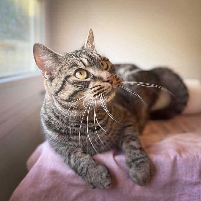 Przeuroczy kocurek Andiamo szuka domu