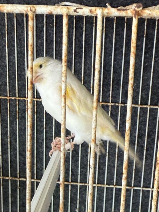 vendo ou troco casal de canarios