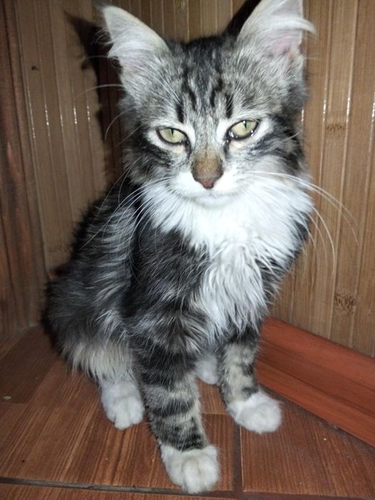 Котик в добрі руки(тигрик)