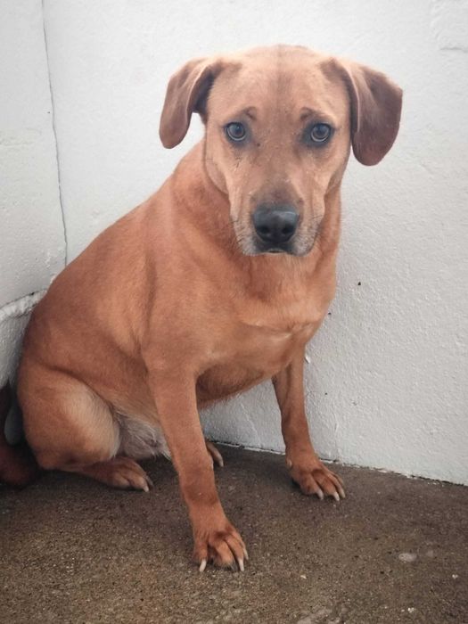 KADU (Macho, 4 Anos) - Para Adoção