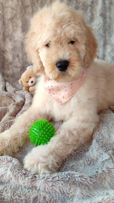 Goldendoodle standard badania genetyczne pudel dogoterapia