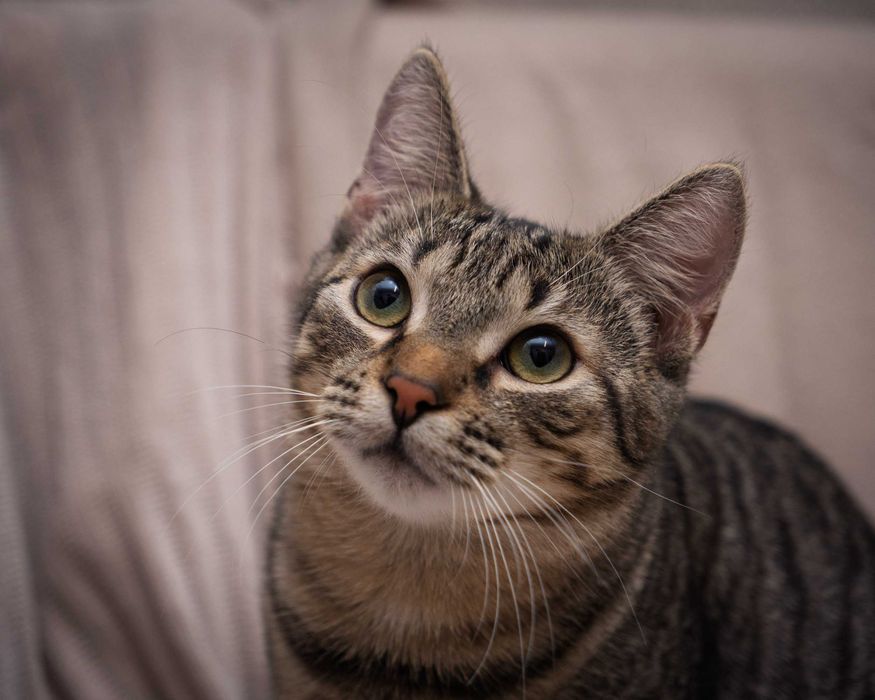 Uroczy kotek ANCYMON szuka kochającego opiekuna/Poznań