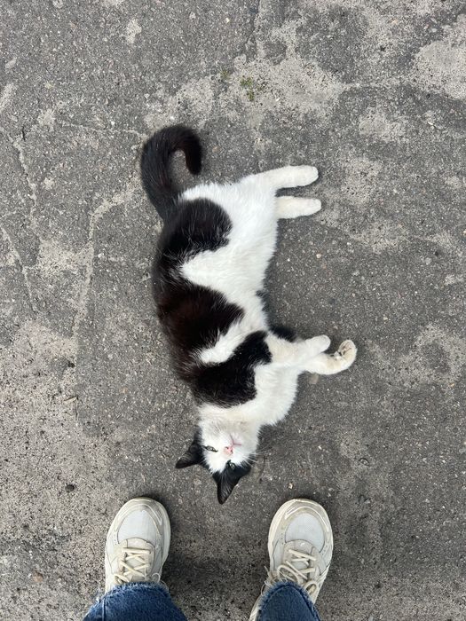 Віддамо кішку ,кішка стерилізована