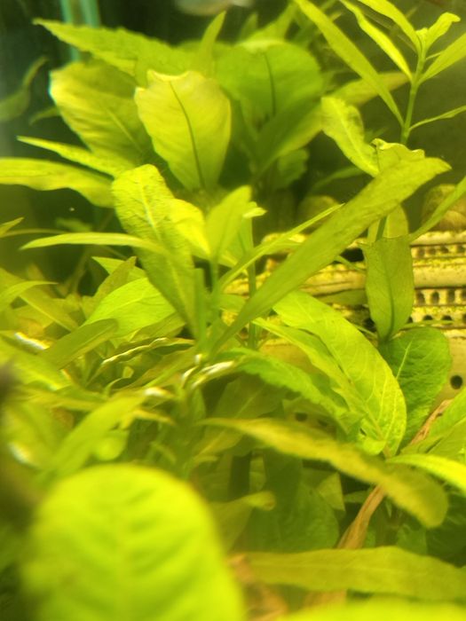 Sprzedam roślinę akwariową