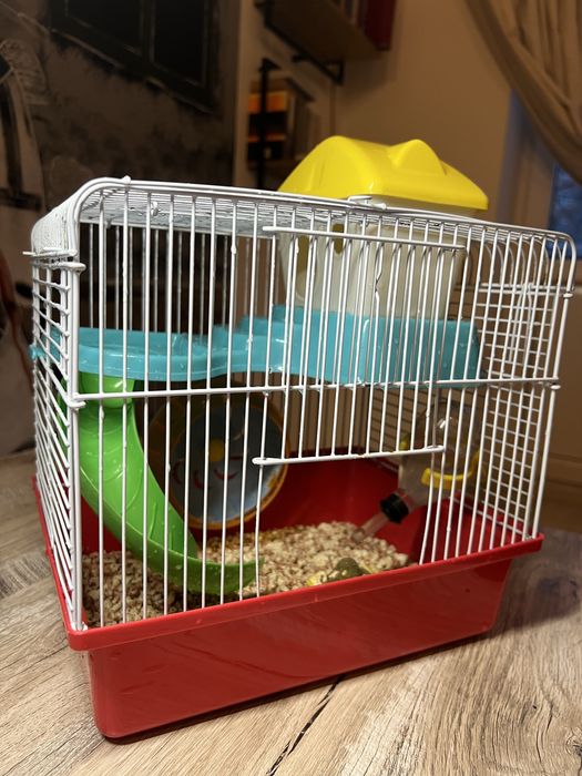 Джунгарський хомʼяк (джунгарик)