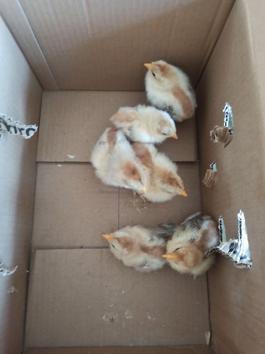 Ovos de Galinhas Puras para encubação