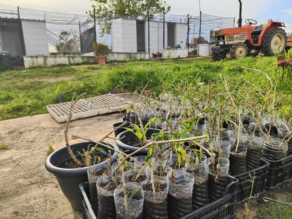 Plantas de Pêra Melão, grande stock!!
