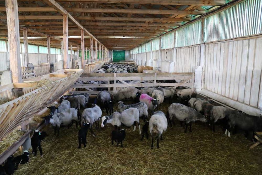 Продам готовый бизнес по розведению овец