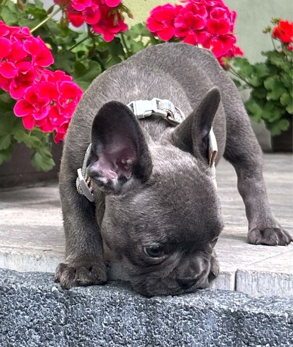 Buldog francuski