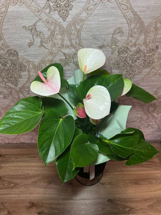 Антуриум  білорожевий