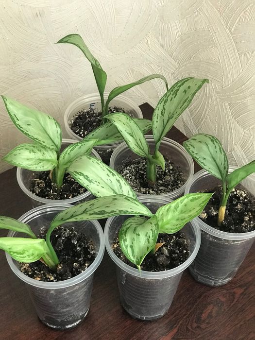 Аглаонема молода рослина