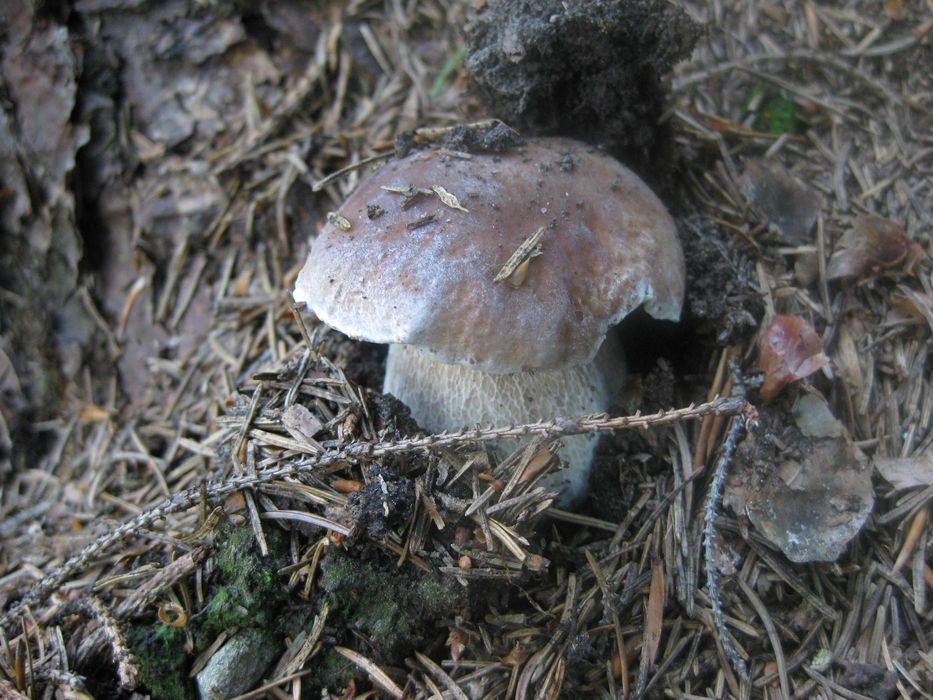 Borowik suszony całe główki prawdziwki suszone B. ładne!