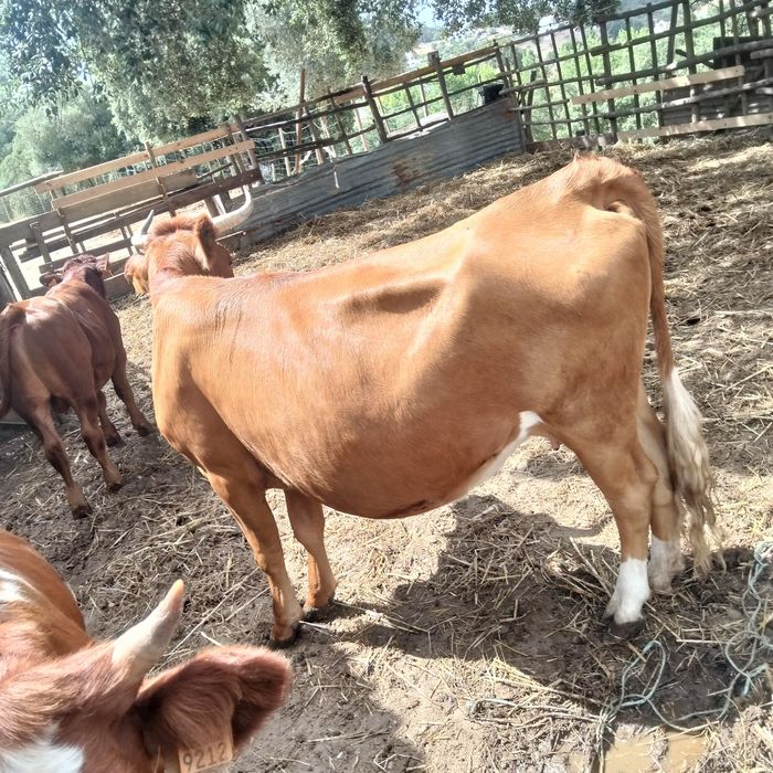 vacas cruzadas de limousine