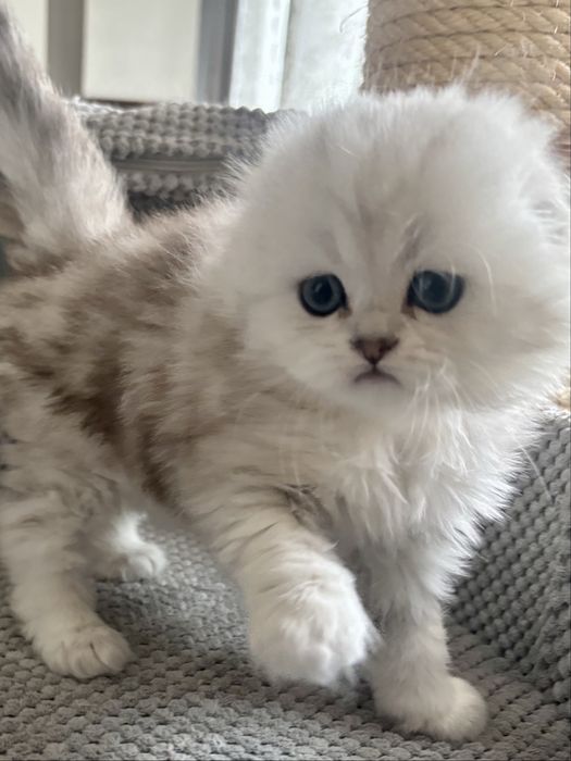 Kot szkocki na kolanka lub do hodowli