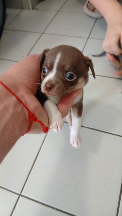 Chihuahua macho  pequeno