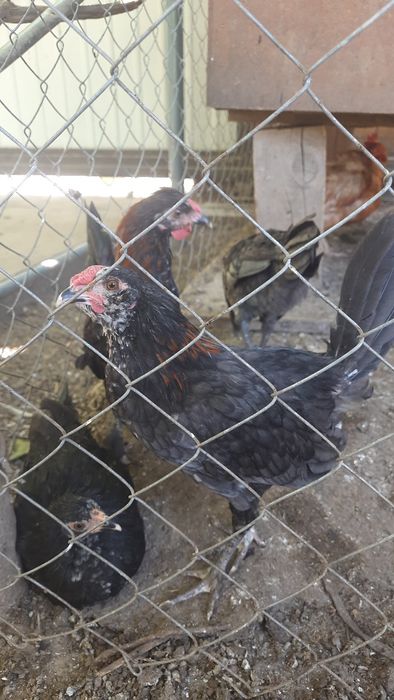 Карликовые петушки