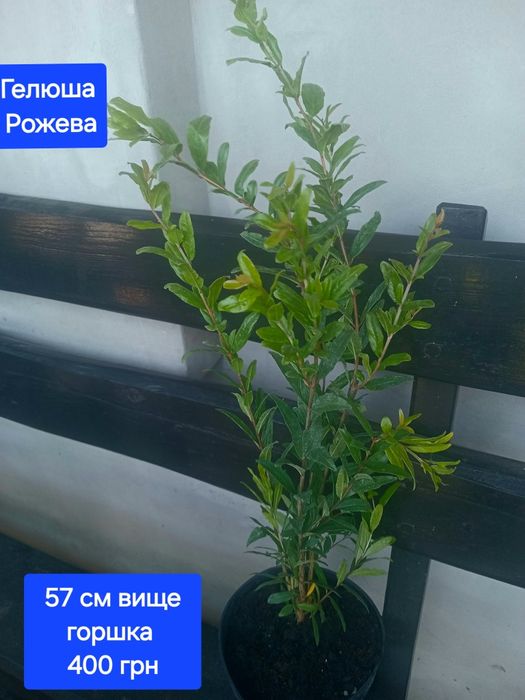 Гранатові дерева