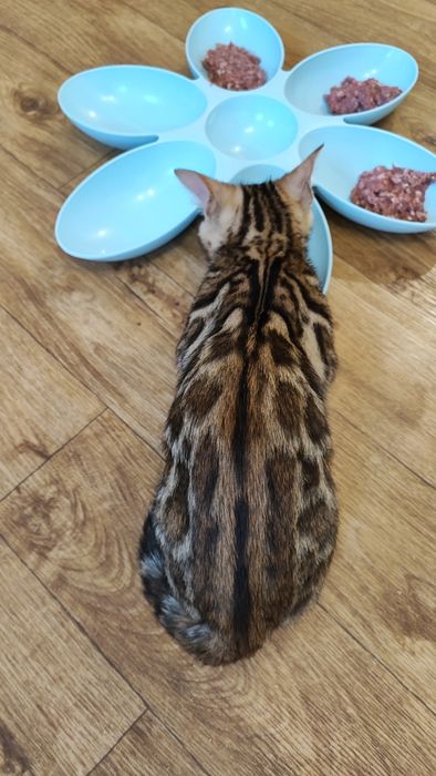 Бенгальські кошенята. Документи клубу WCF