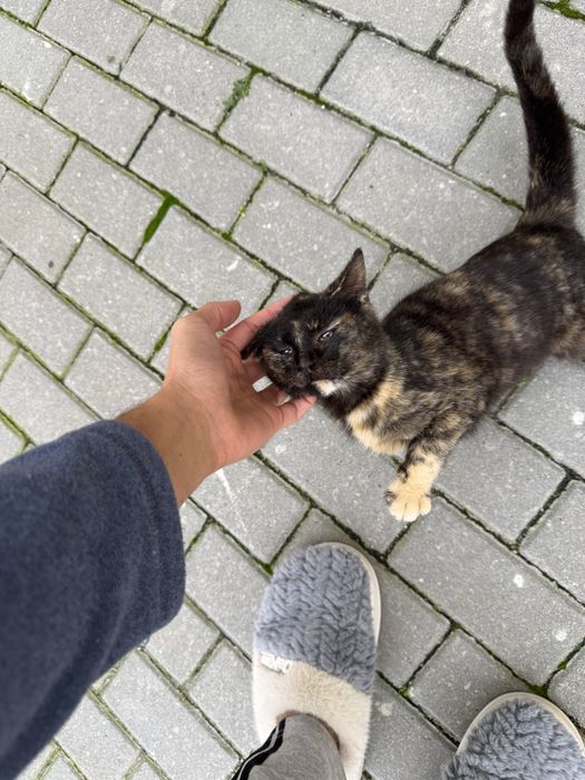 Gatinho para Adoção