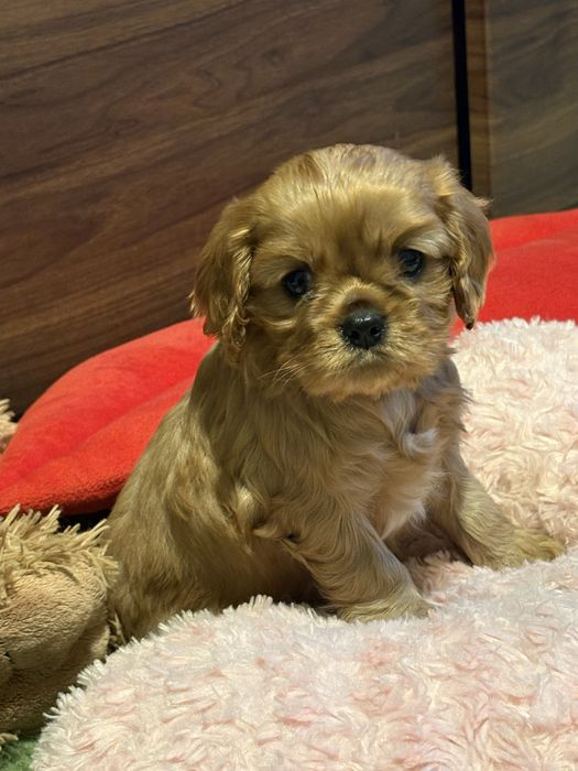 Cavalier King Charles Spaniel -Suczka -ZKwP