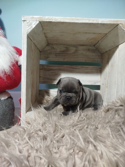 Buldog francuski piękny chłopak