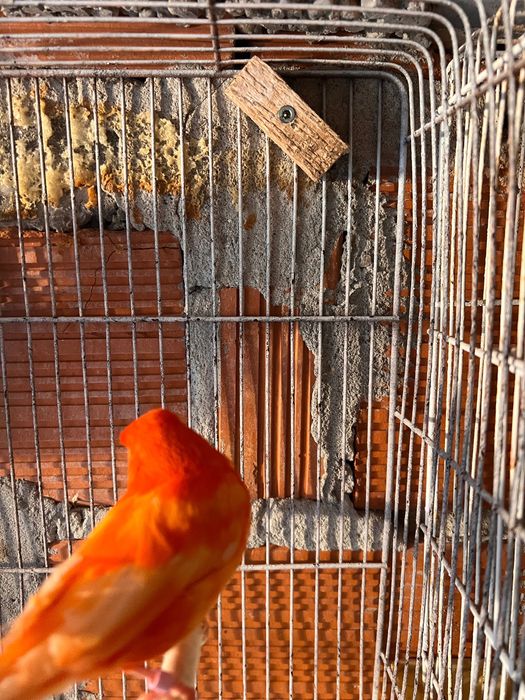 Vendo casal de canários vermelhos