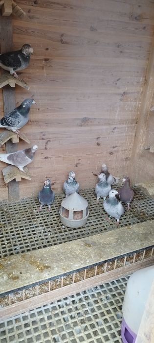 Gołębie staropolskie