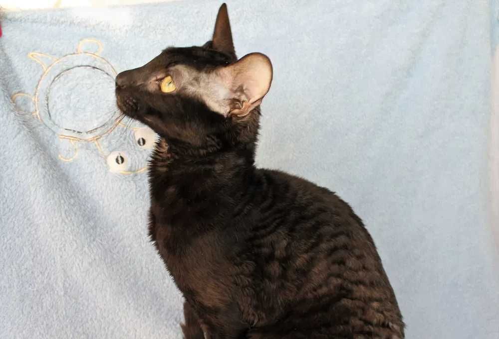 Котёнок корниш рекс