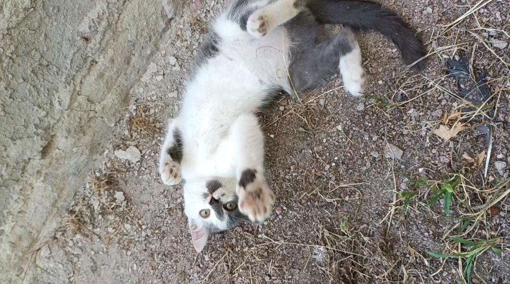 Віддам котика. БЕЗКОШТОВНО
