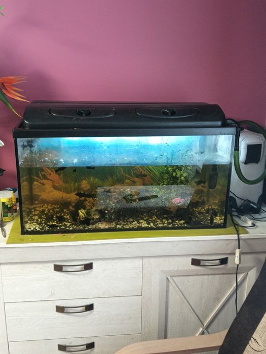 Akwarium cały zestaw