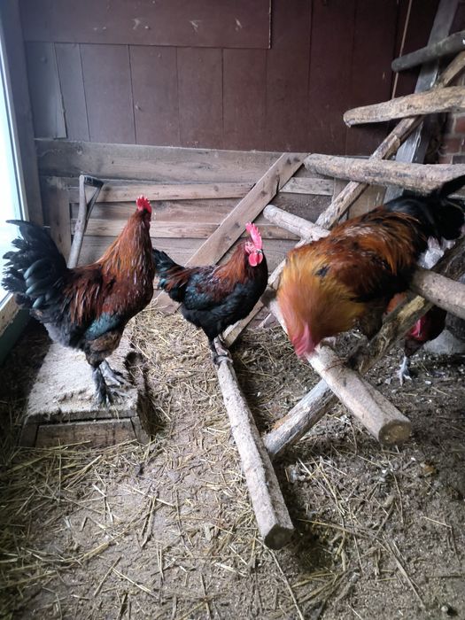 Sprzedam koguty marans aracan