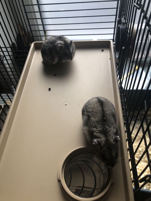 Oddam chomiki dżungarskie