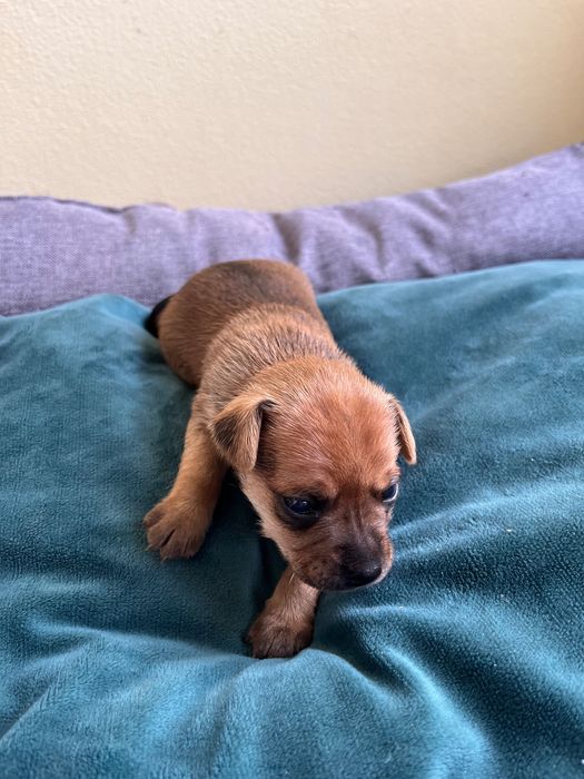 Pincher bebe macho criado em ambiente familiar