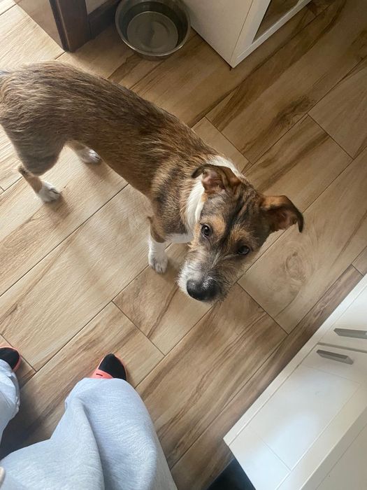 Oddam psa w dobre rece