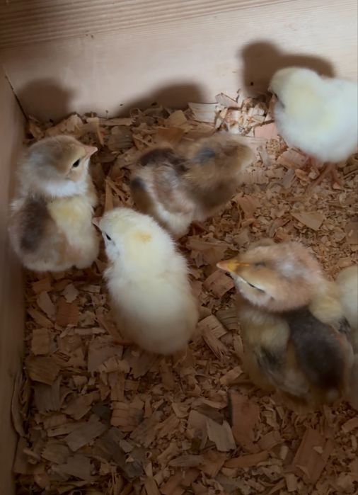 Pintos Araucana e Leghorn