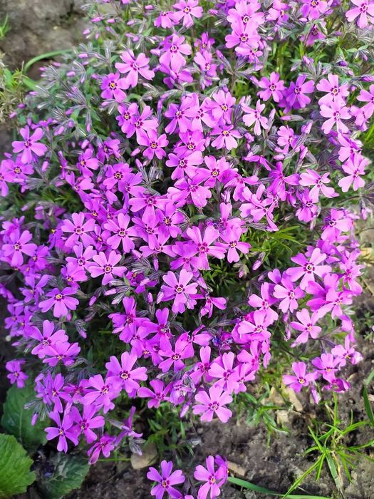 Продам садові грунтопокривні рослини