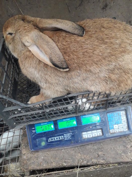 Кролики Строкач, Боргунець,Обер.Помісь
