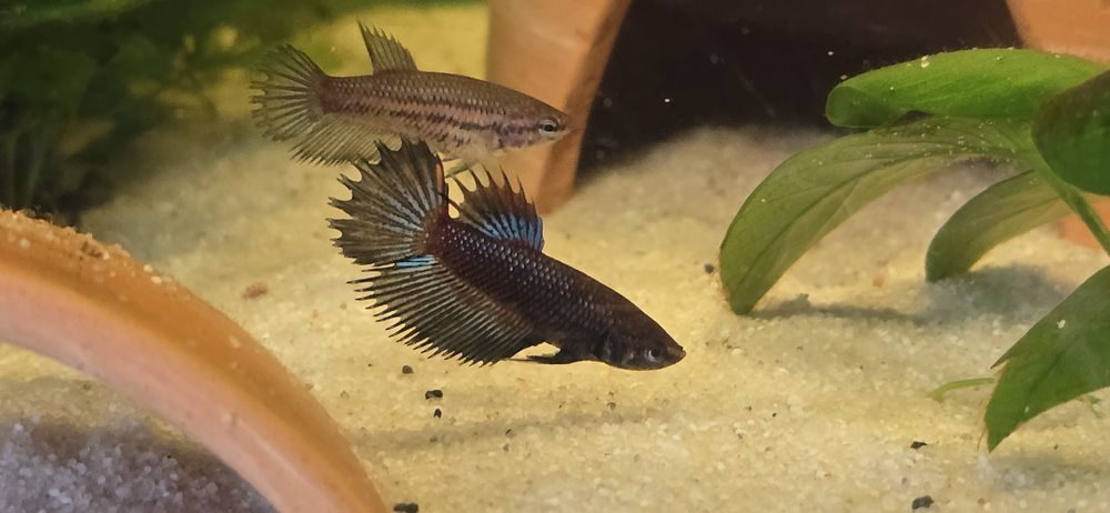 Na sprzedaż młode Bojowniki