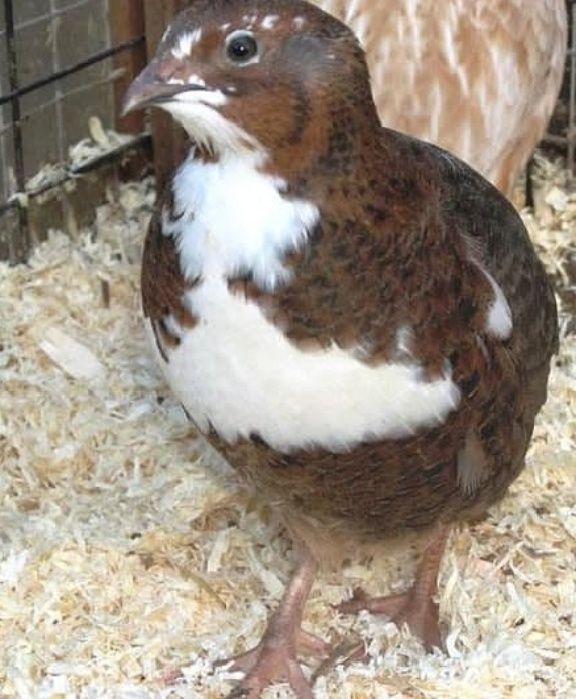 Інкубаційне яйце перепел різних порід