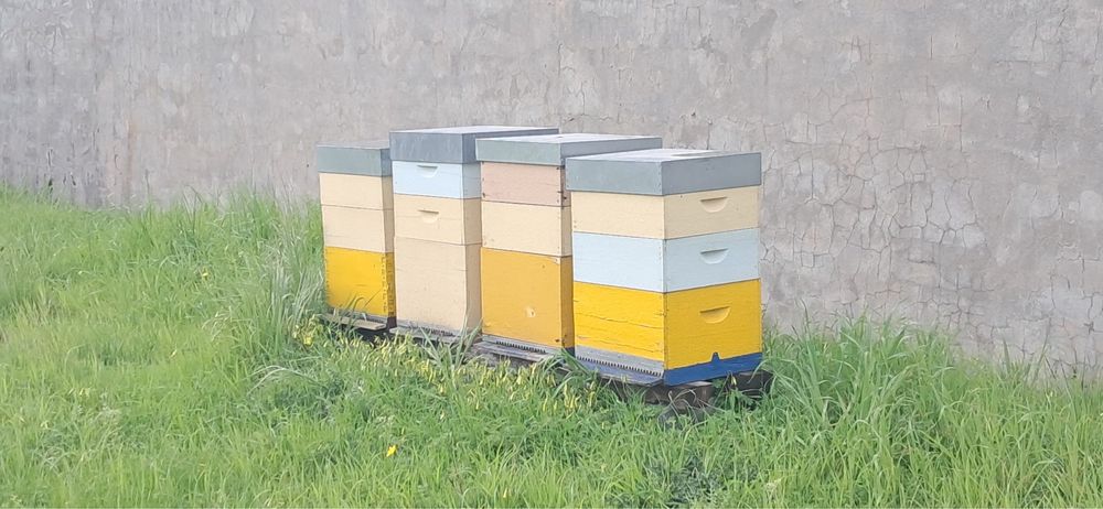 Enxames e material apicula