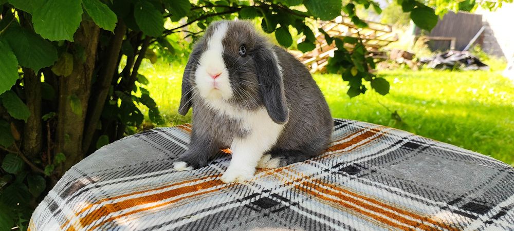 Mini lop rasowy metryka hodowla królik miniaturka baranek karzełek