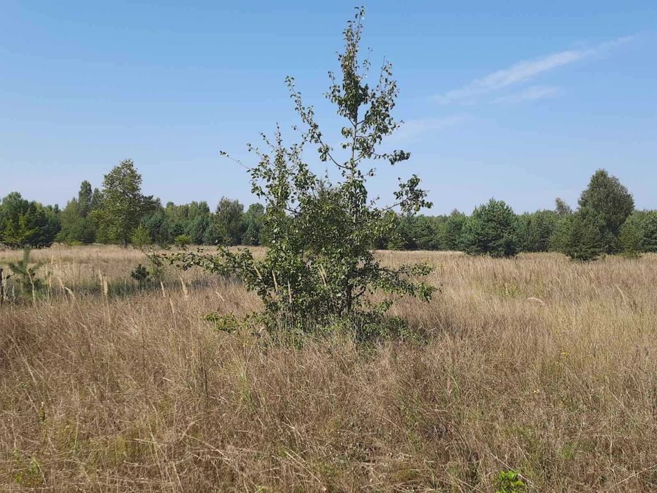 Лісовичі ( Вишгородський) 6 га, ОСГ,  з лісом на ділянці