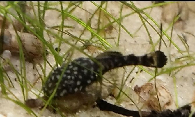 Glonojad, zbrojniki, ancistrus