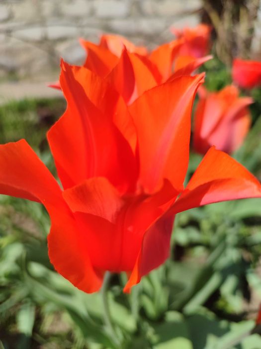 Тюльпани з клумби