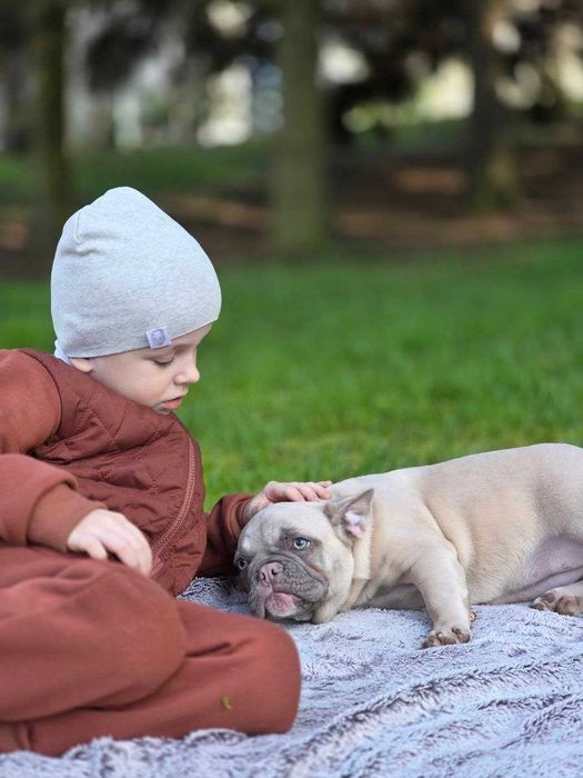 Чистокровні цуценята французького бульдога!