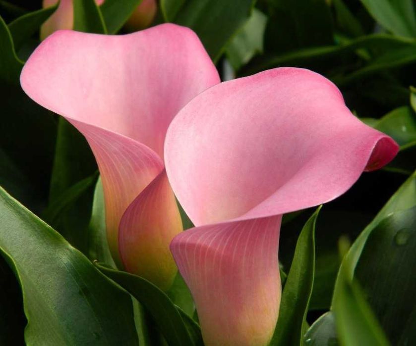 Калла клубневая, різнокольорова